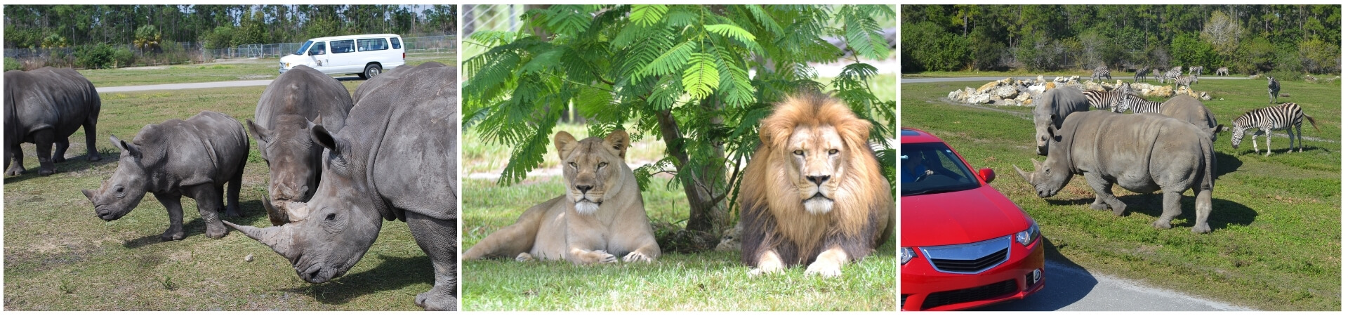 Lion Country Safari Experience